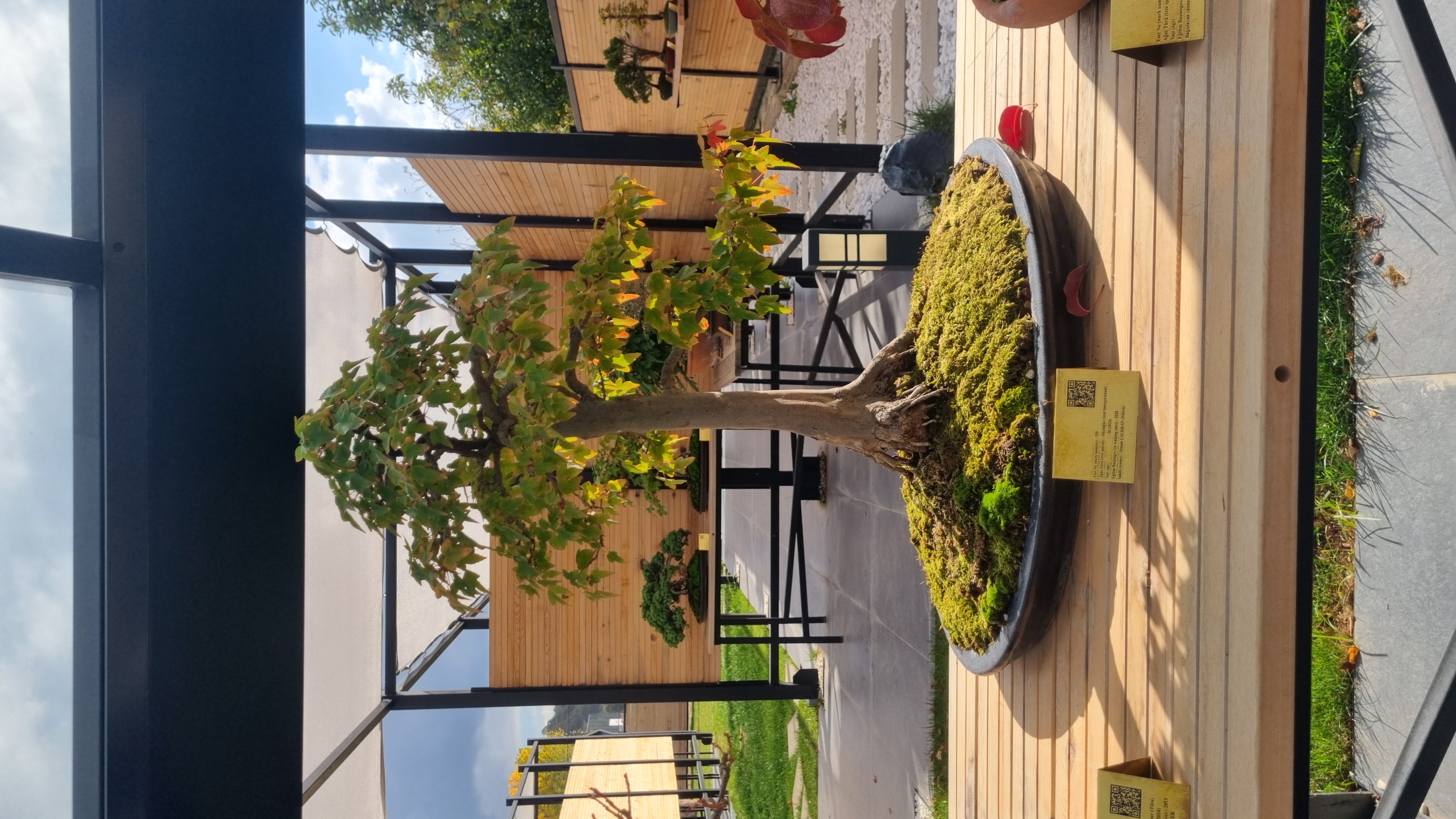 Akçaağaç (Acer buergerianum)