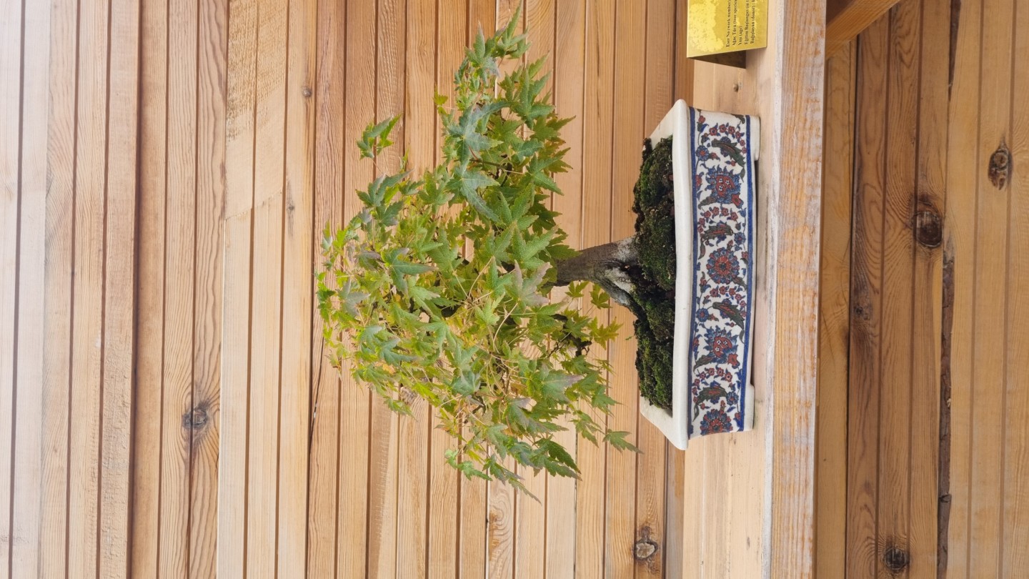 Akçaağaç (Acer palmatum)