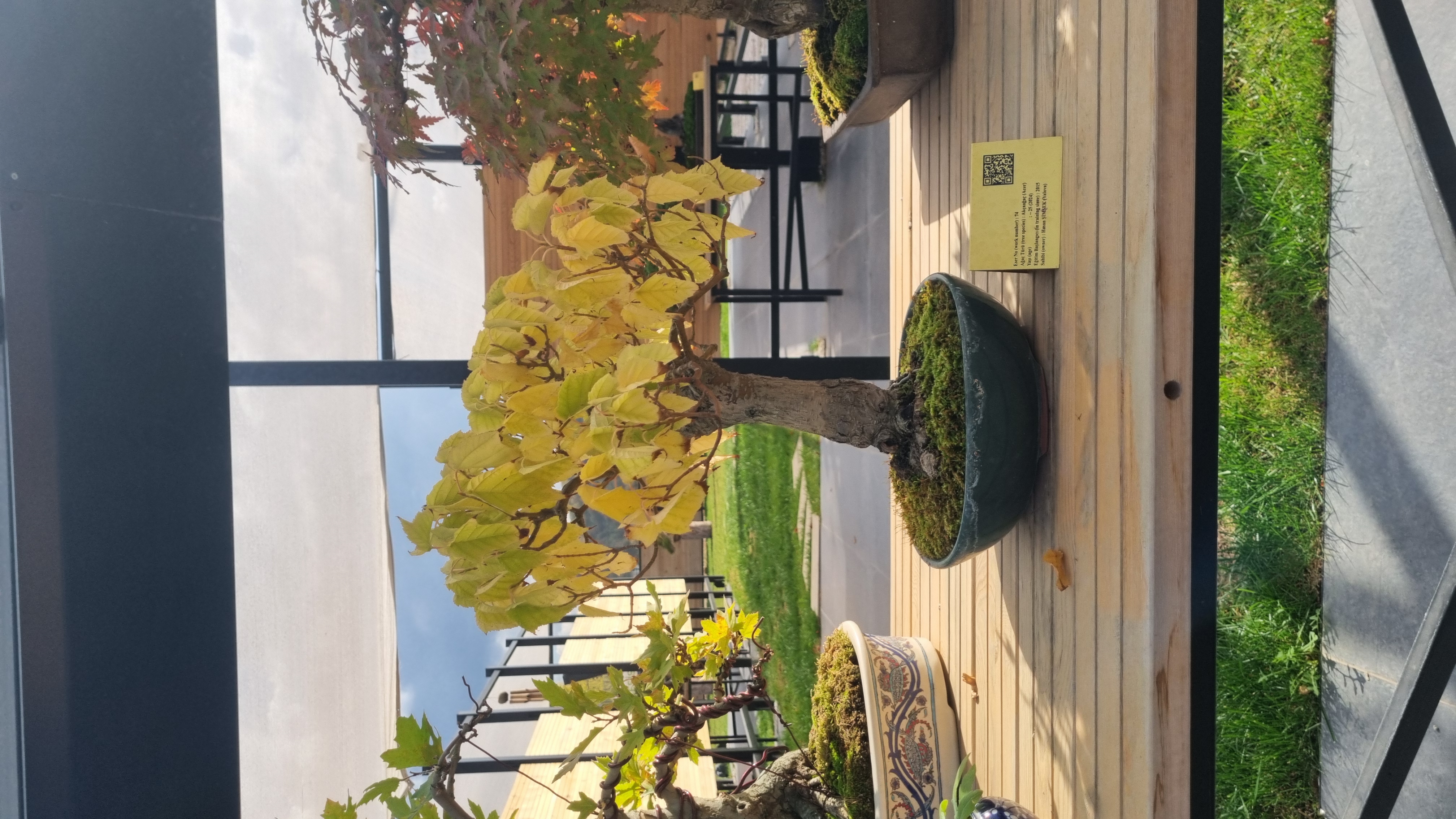 Akçaağaç (Acer)
