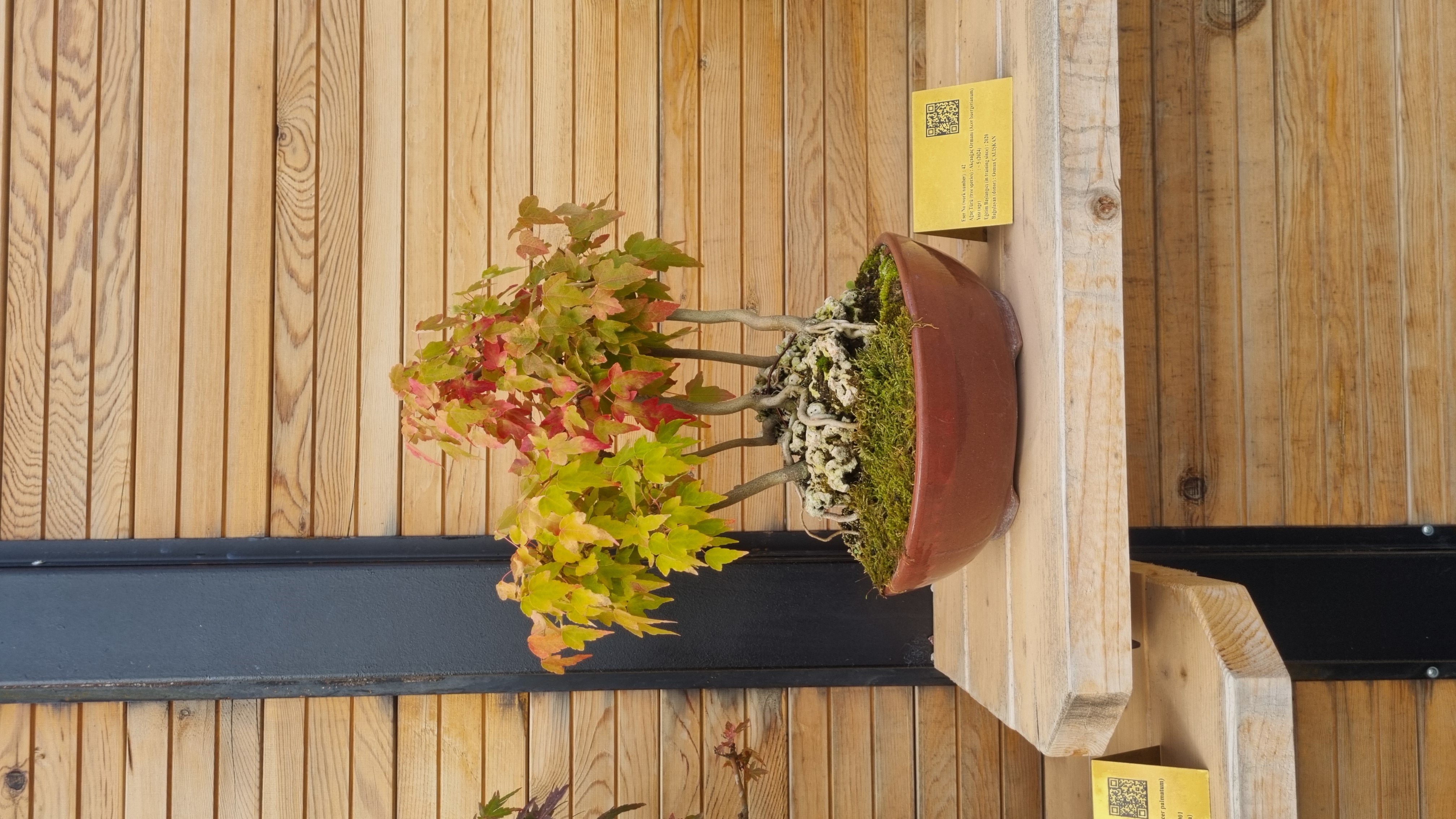 Akçaağaç Ormanı (Acer buergerianum)