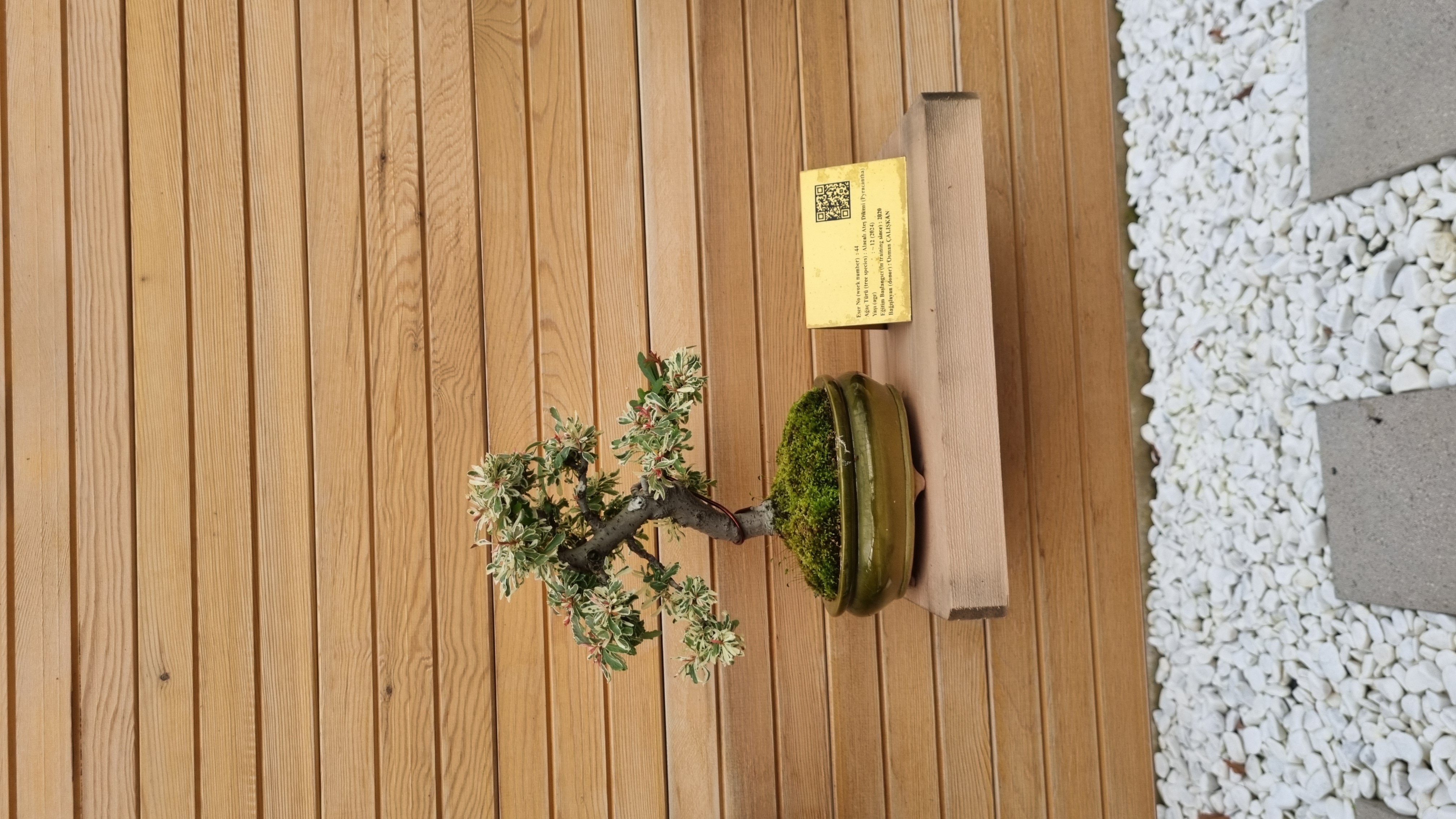Alacalı Ateş Dikeni (Pyracantha)
