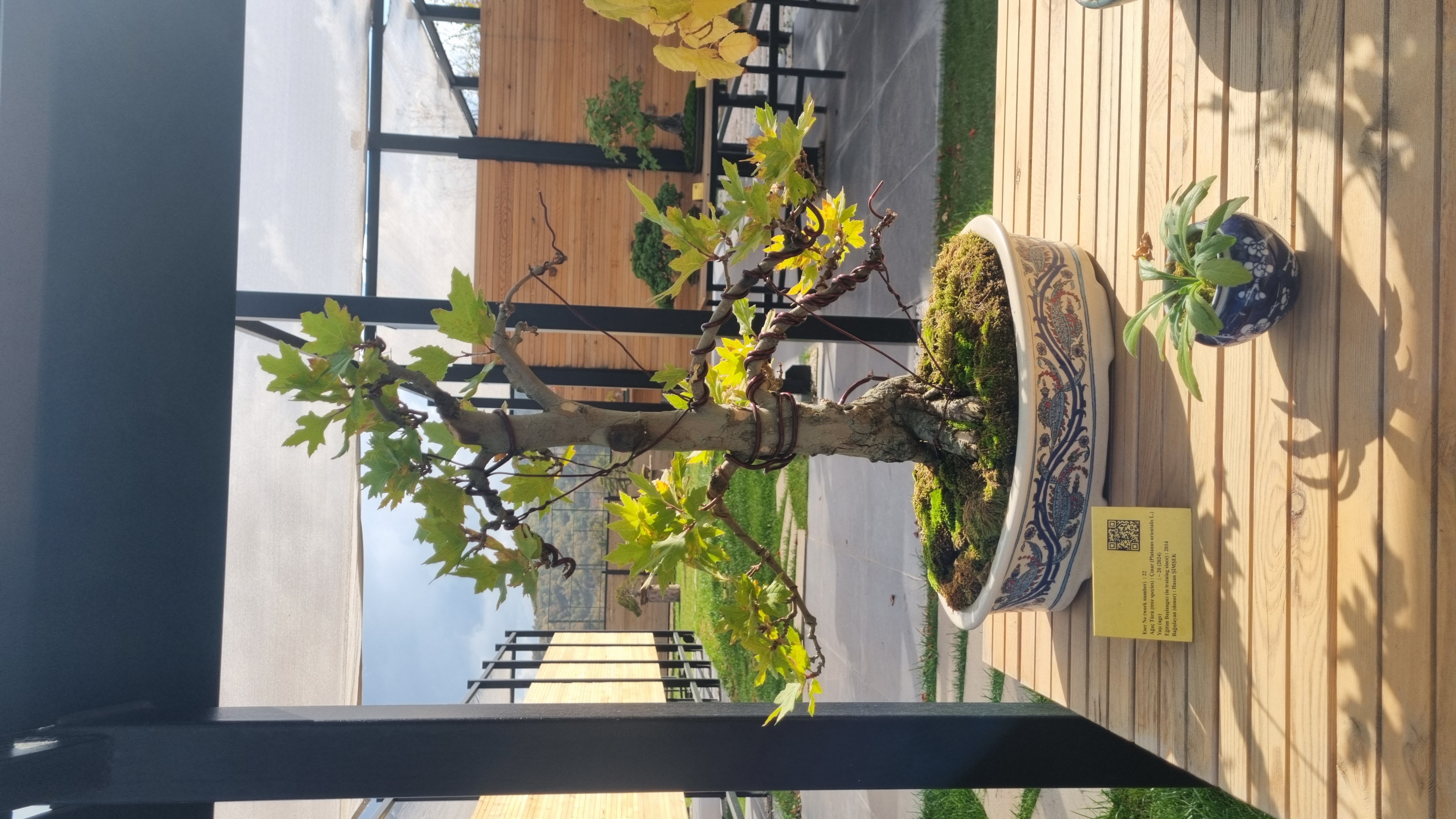 Çınar (Platanus orientalis L)