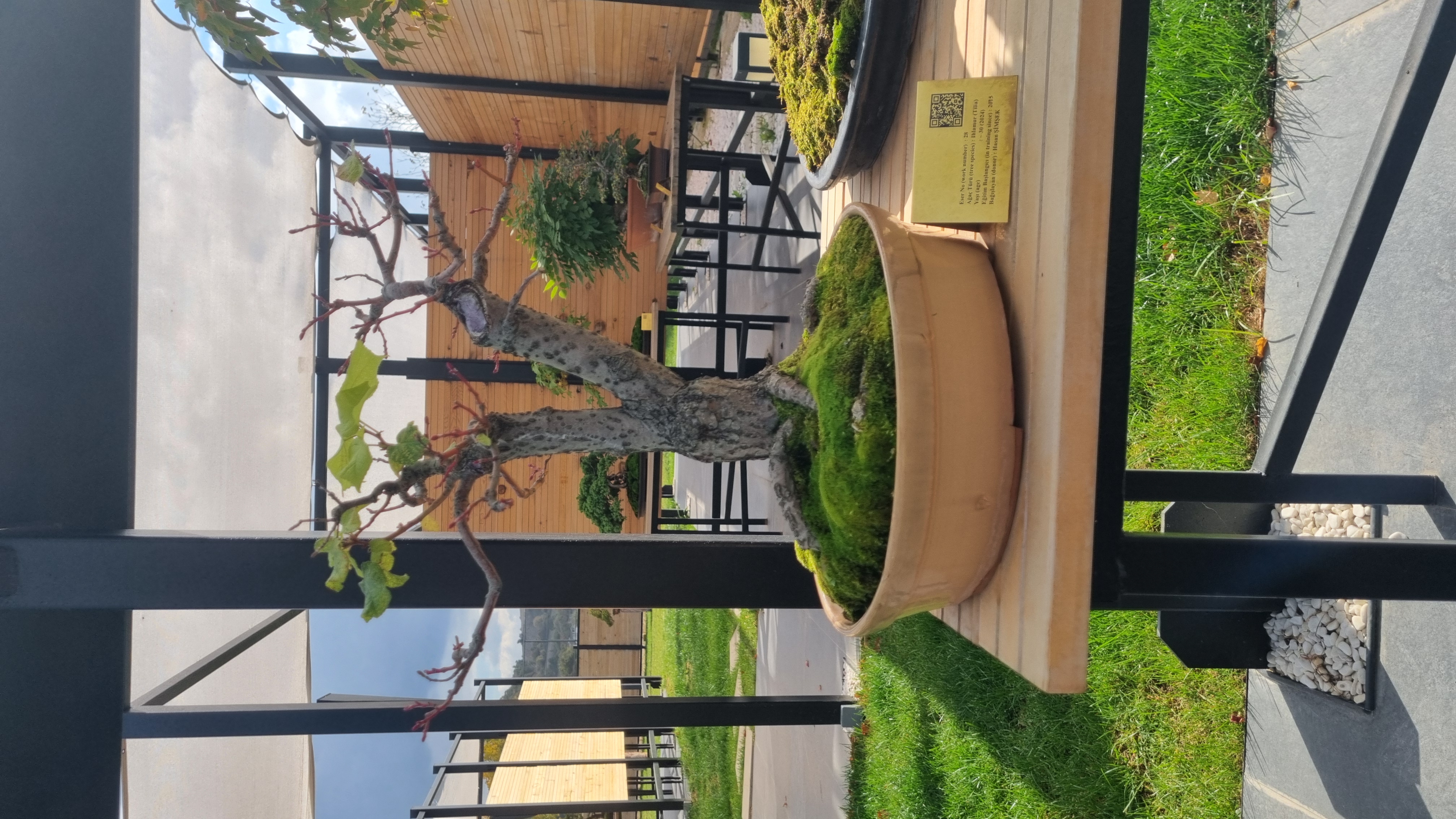 Ihlamur (Tilia)