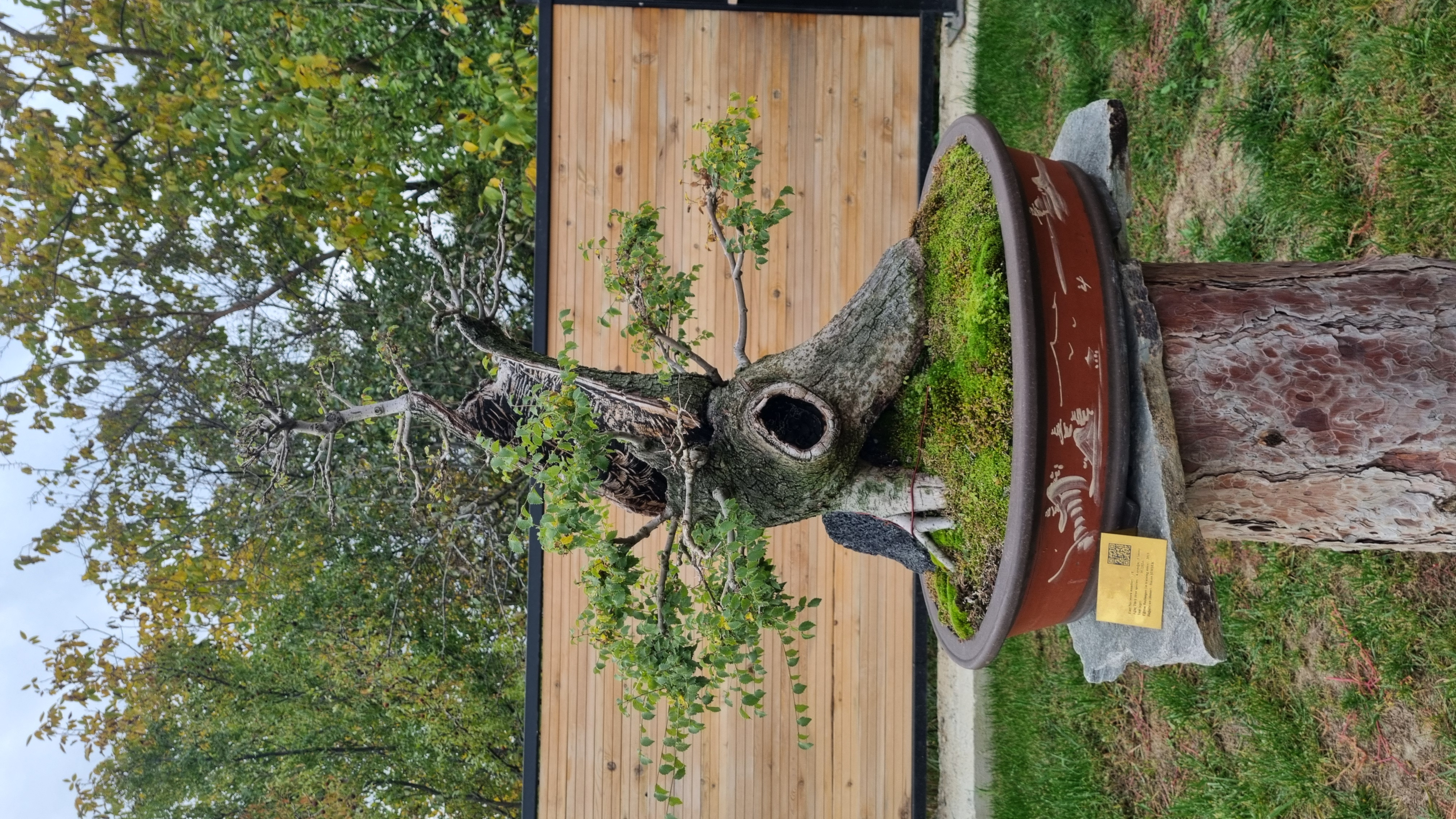 Karaağaç (Ulmus leavis)
