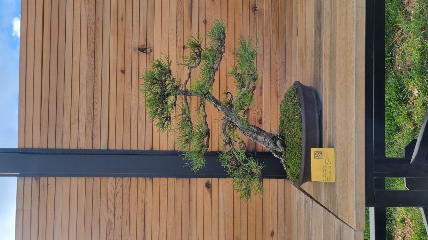 Karaçam (Pinus nigra)