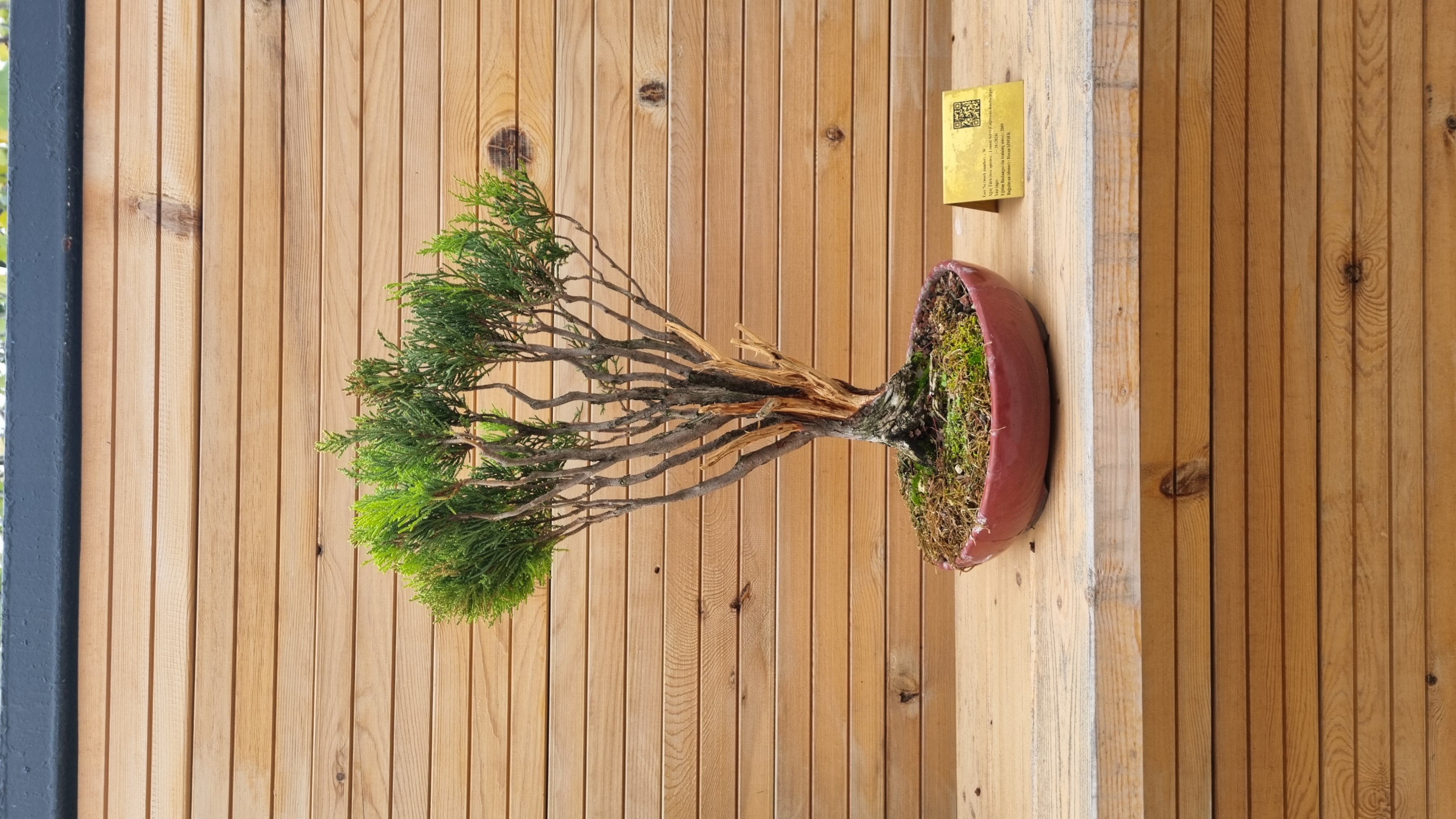 Lİmoni Servi (Cupressus macrocarpa)