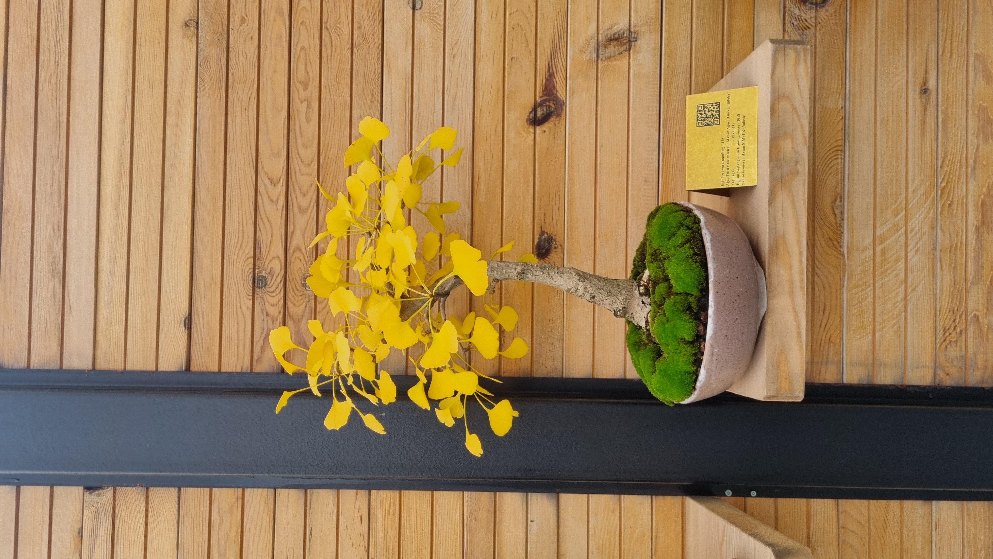 Mabed Ağacı (Ginkgo biloba)