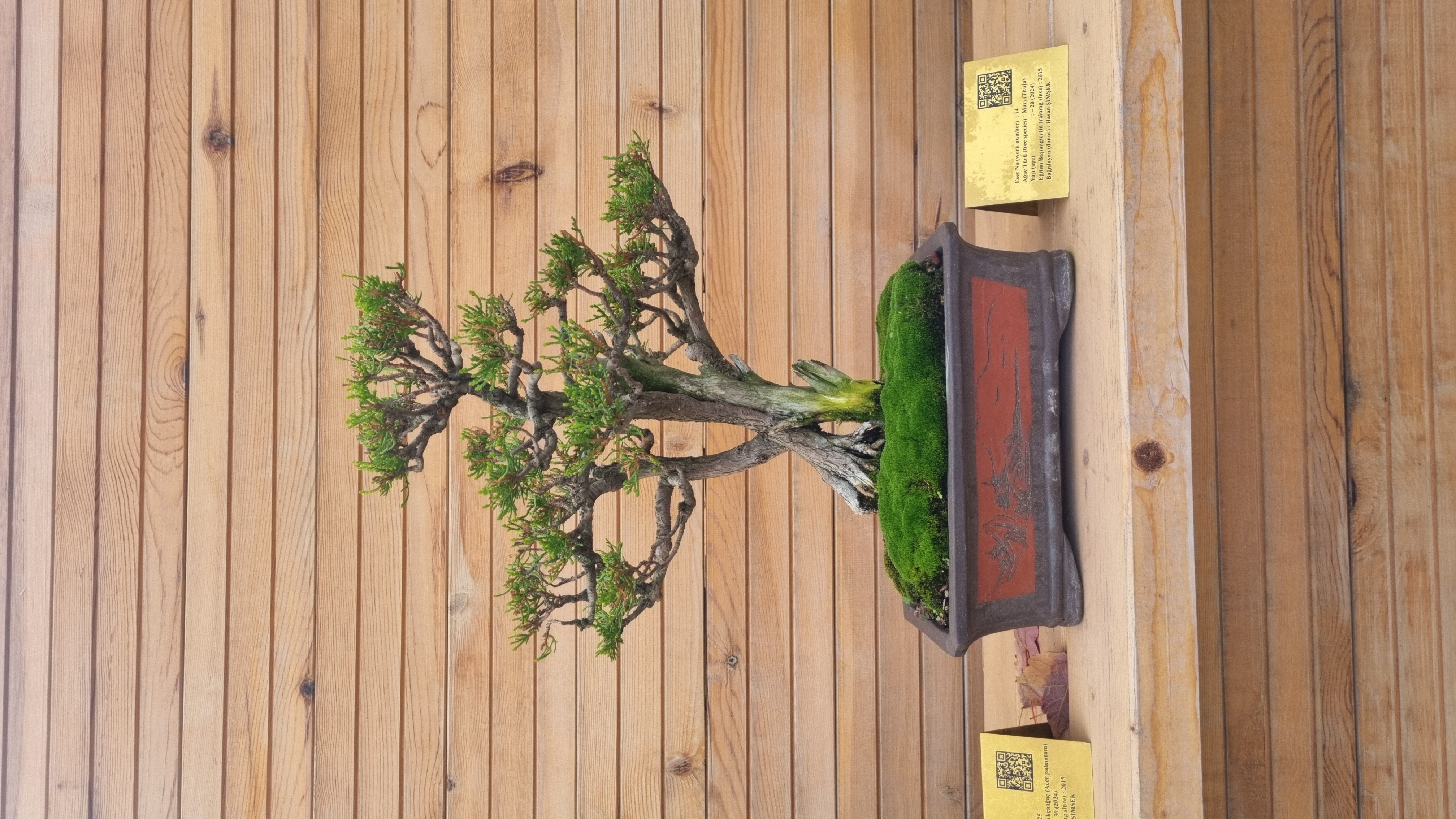 Mazı (Thuja)