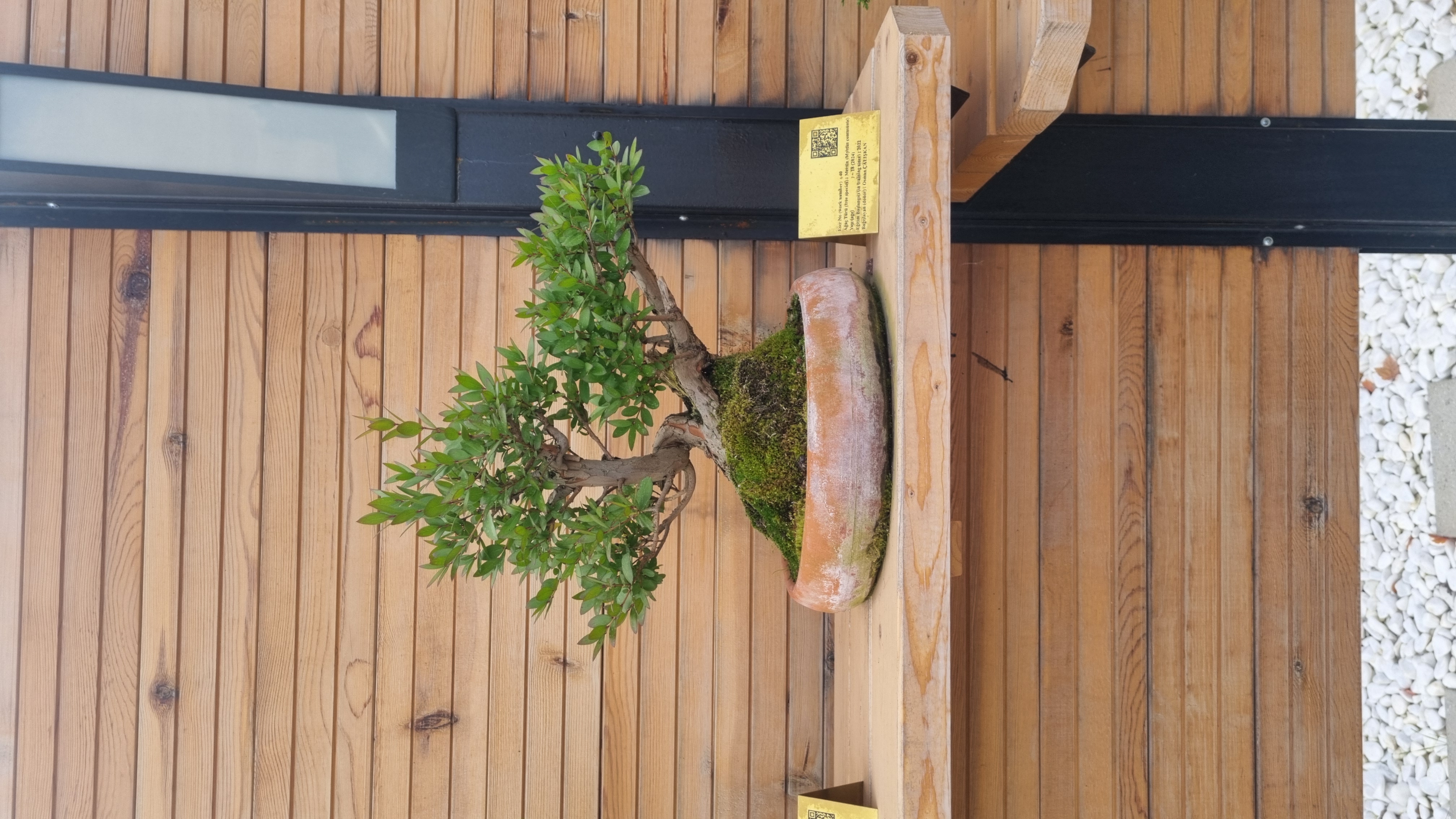 Mersin (myrtus communis)