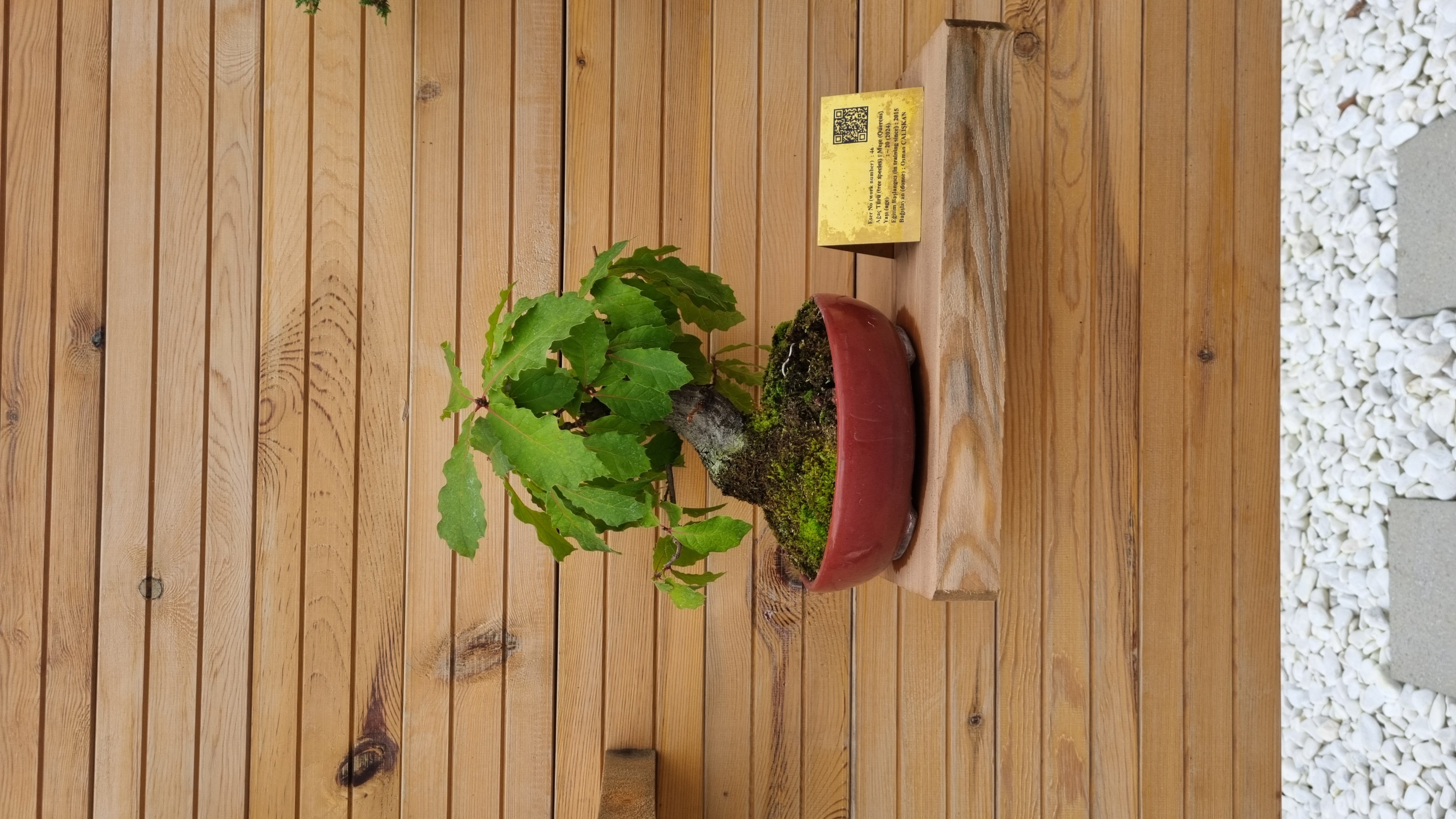 Meşe (Quercus)