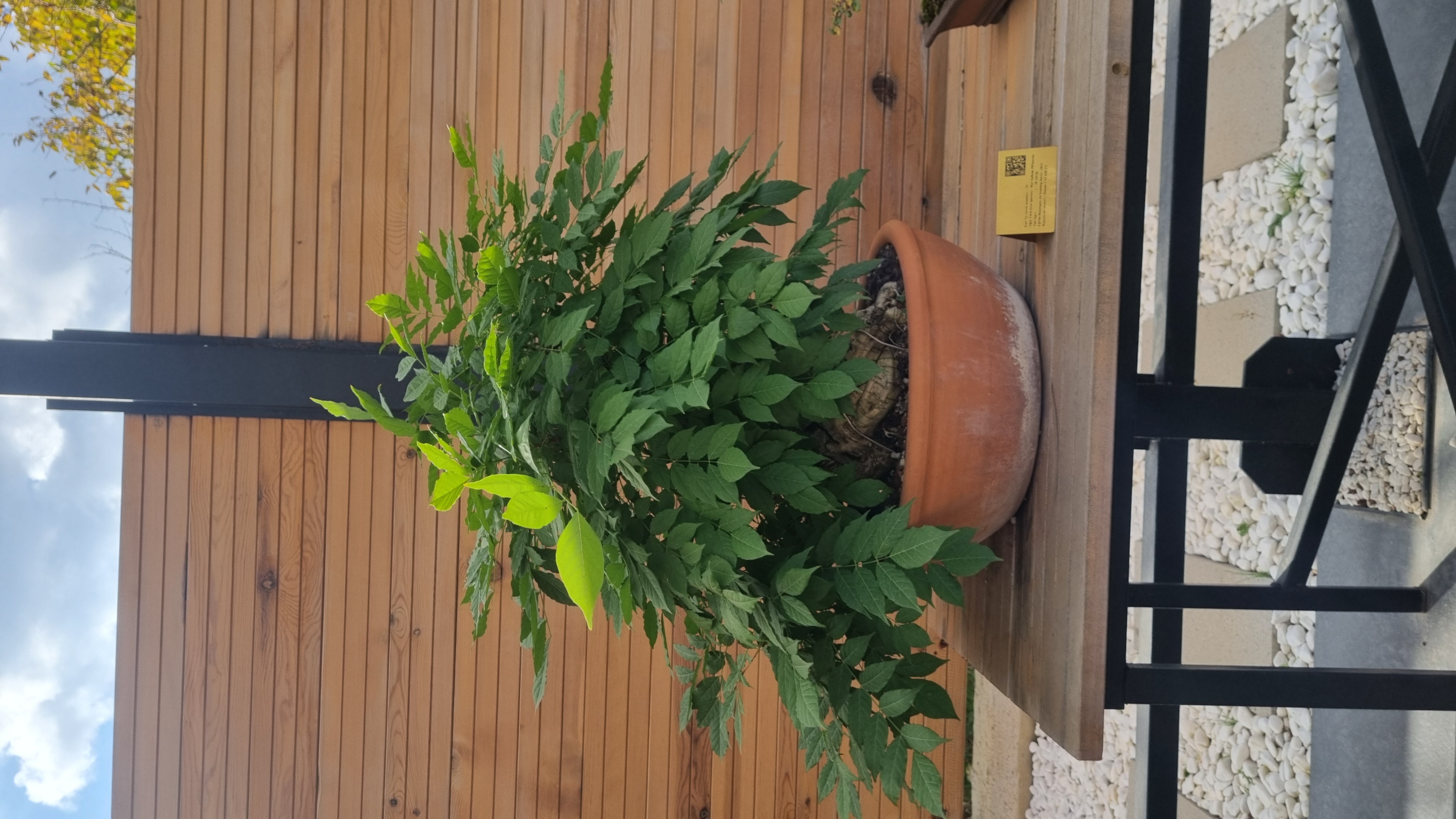 Mor Salkım (Wisteria)
