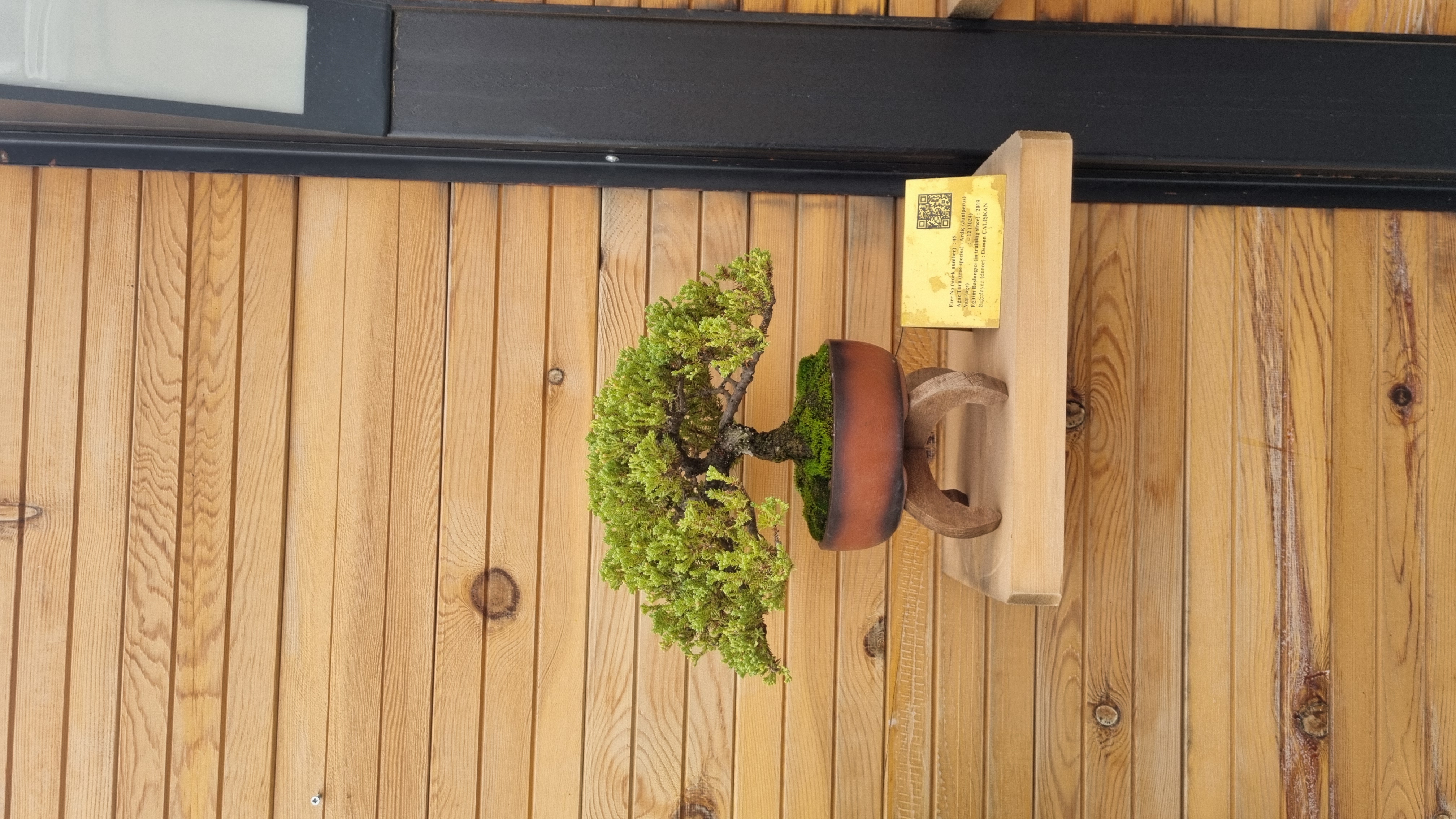 Nana Ardıç (Juniperus projumbens nana)