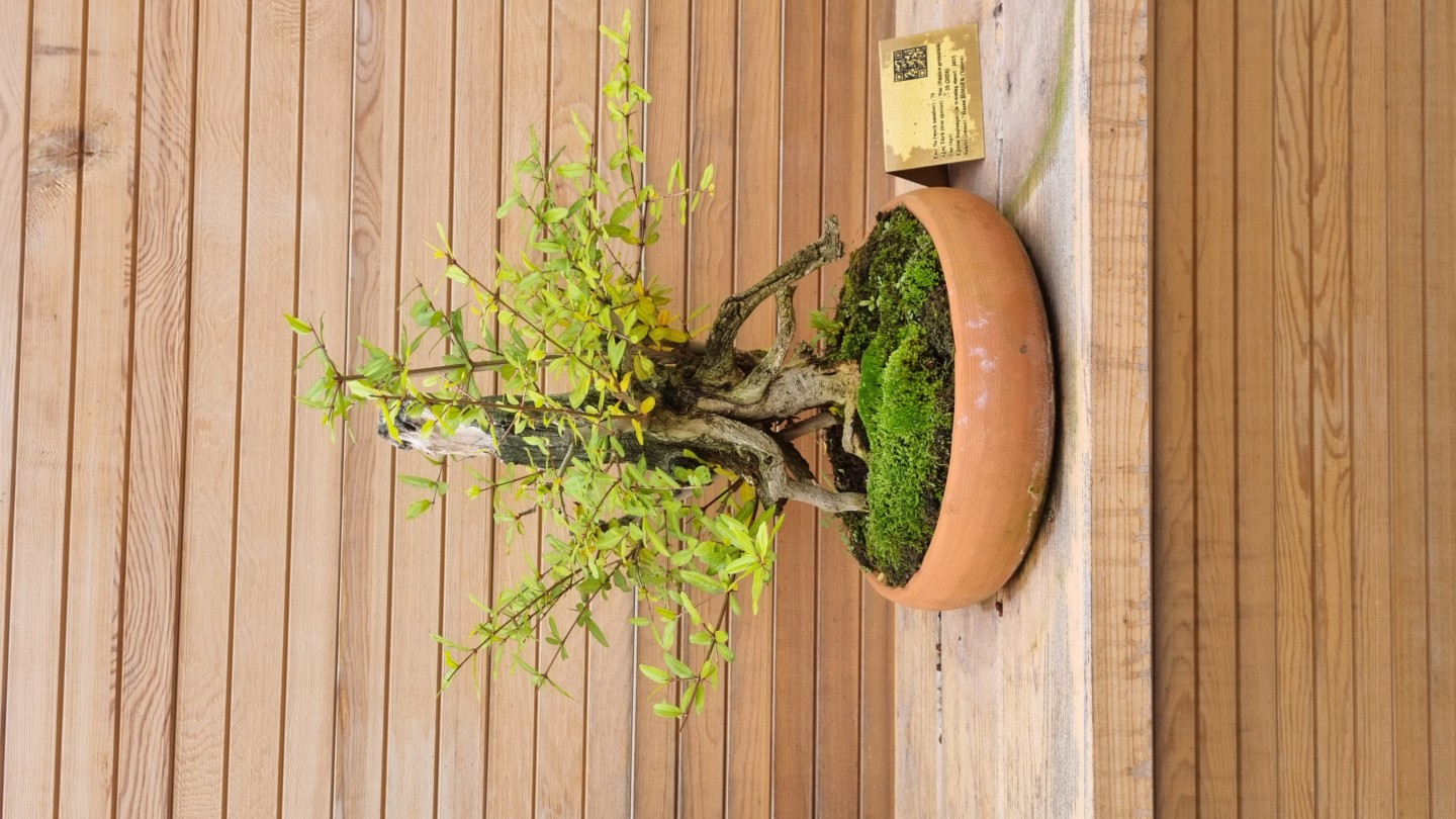 Nar (Punica granatum)