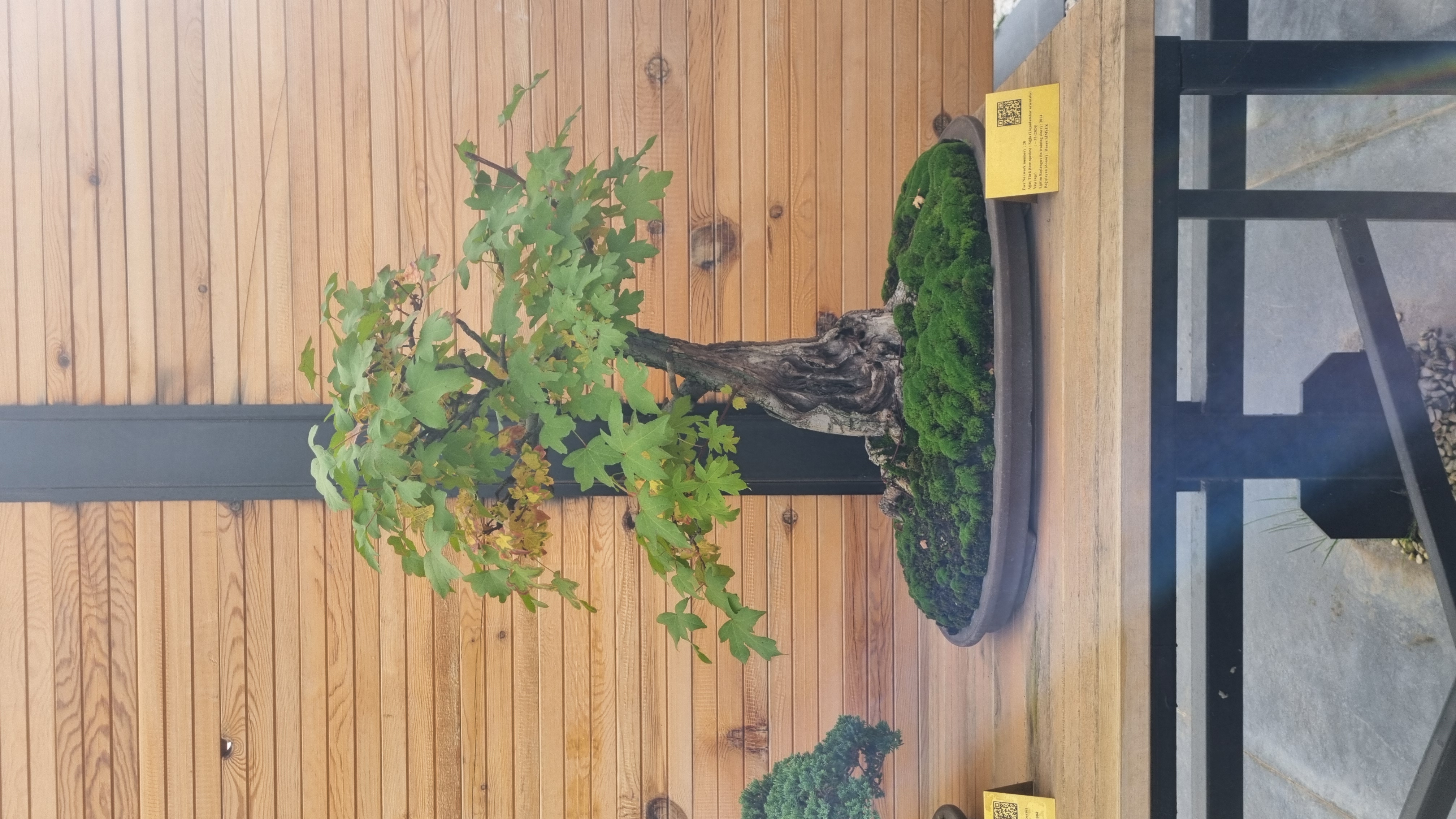 Sığla (Liqidambar orientalis)