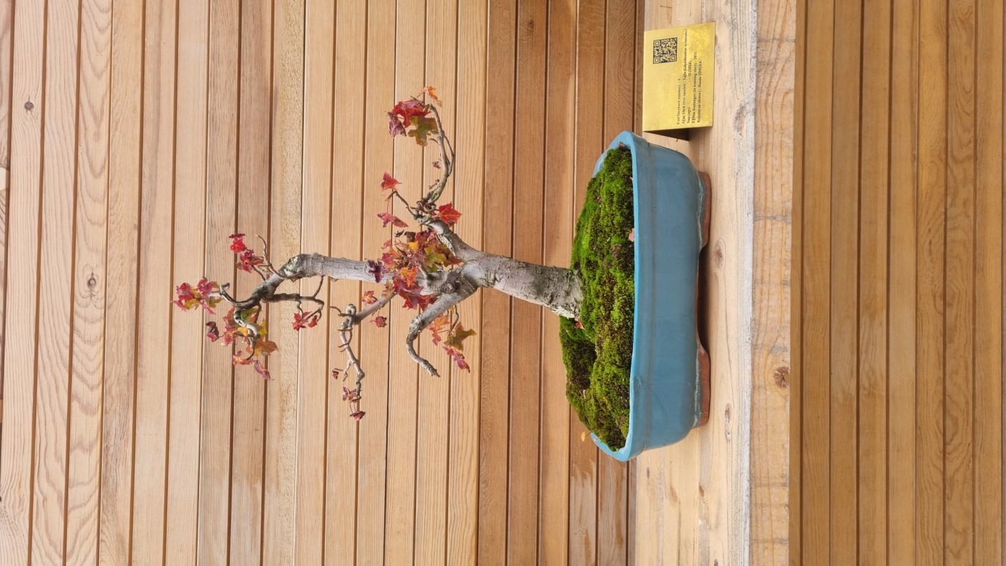 Sığla (Liquidambar orientalis)
