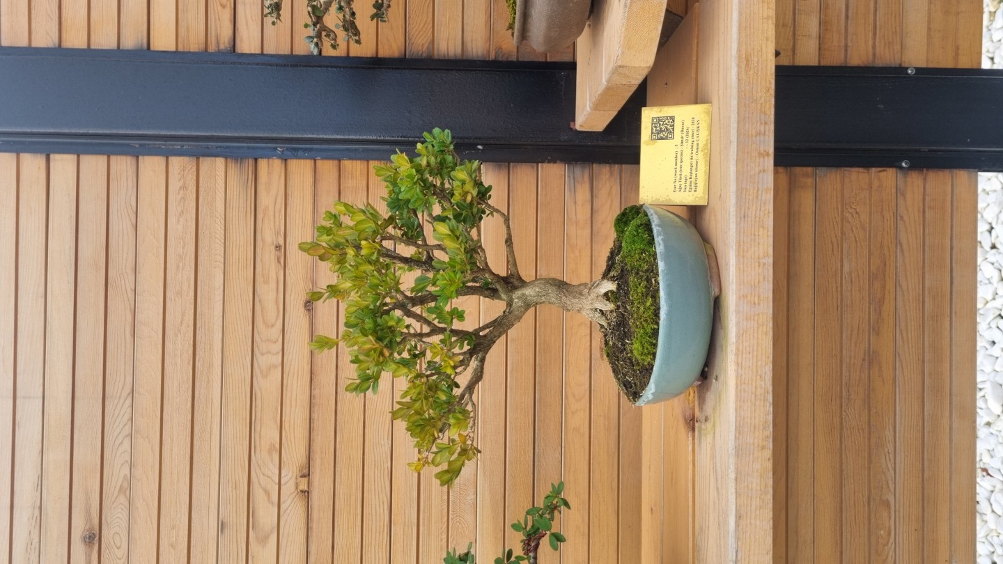 Şimşir (Buxus)
