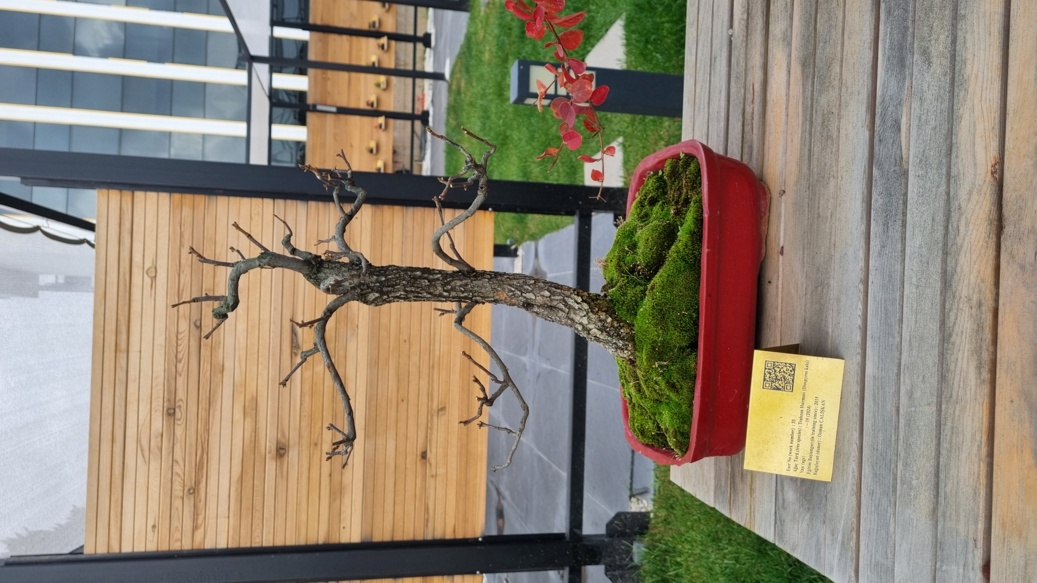 Trabzon Hurması (Diospyros kaki)